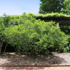 Apollo Winterberry Holly Shrub -Flourish Garden Apollo WInterberry 2