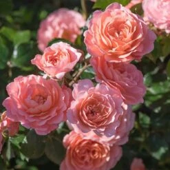 Apricot Driftยฎ Rose