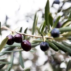 Arbequina Olive Tree - USDA Organic -Flourish Garden Arbequina Olive 2 FGT 59db1ad0 ae94 44e8 a3fd ed29b67f0ba4