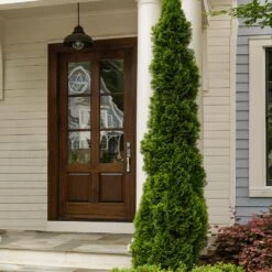 Degroot's Spire Thuja Arborvitae Tree -Flourish Garden Arborvitae degroots Spire 3