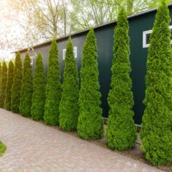 Degroot's Spire Thuja Arborvitae Tree -Flourish Garden Arborvitae degroots Spire 6 FGT