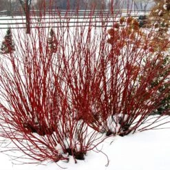 Arctic Fire® Red Twig Dogwood -Flourish Garden Arctic Fire Twig Dogwood 5 FGT