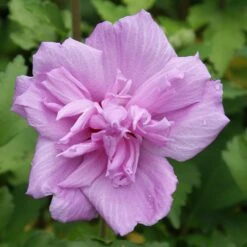 Ardens Rose Of Sharon Althea Shrub -Flourish Garden Ardens Rose of Sharon 3