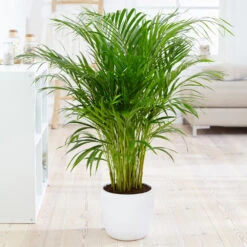 Boho House Plant Kit -Flourish Garden Areca Palm 4 FGT fcbe875e 49cd 4b51 b093 6501553ebaf3