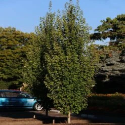 Armstrong Gold® Maple -Flourish Garden Armstrong Gold 3