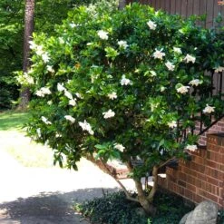 August Beauty Gardenia Shrub -Flourish Garden August Beauty Gardenia 3 FGT
