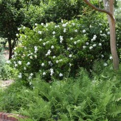 August Beauty Gardenia Shrub -Flourish Garden August Beauty Gardenia 4 FGT