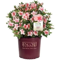 Autumn Belle® Encore® Azalea Shrub -Flourish Garden Autumn Belle Encore Azalea 1