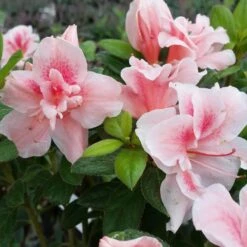 Autumn Belle® Encore® Azalea Shrub -Flourish Garden Autumn Belle Encore Azalea FGT 3