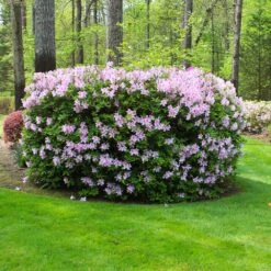 Autumn Belle® Encore® Azalea Shrub -Flourish Garden Autumn Belle Encore Azalea FGT 5