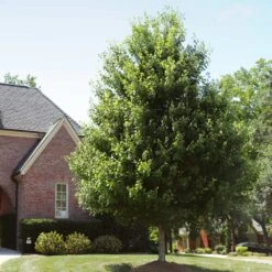 Autumn Blaze® Red Maple Tree 14 Autumn Blaze® Red Maple Tree -Flourish Garden Autumn Blaze Maple 2 FGT