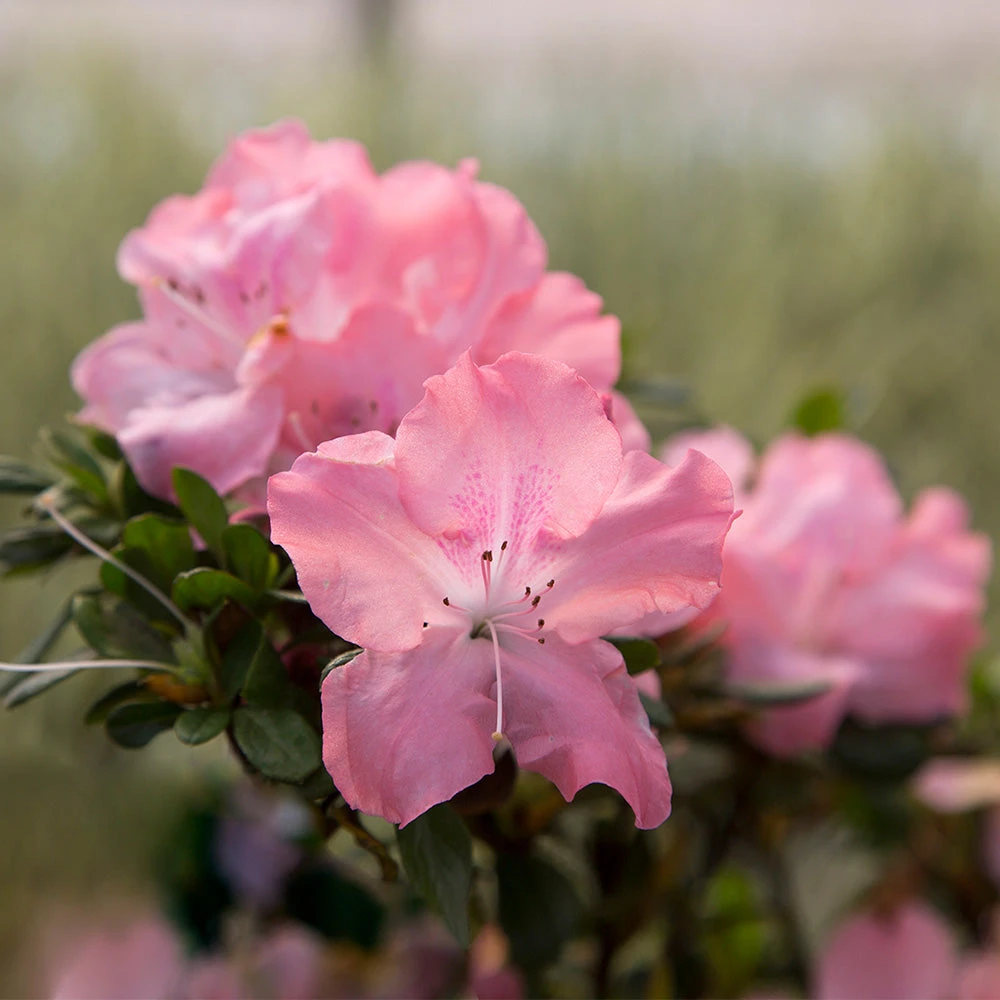Autumn Debutante® Encore® Azalea 2 Autumn Debutante® Encore® Azalea - Image 2