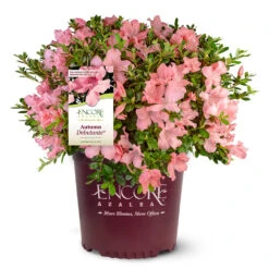 Autumn Debutante® Encore® Azalea 10 Autumn Debutante® Encore® Azalea -Flourish Garden Autumn Debutante Encore 4