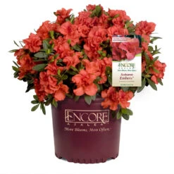 Autumn Embers® Encore® Azalea -Flourish Garden Autumn Embers Azalea 1