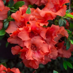 Autumn Embers® Encore® Azalea -Flourish Garden Autumn Embers Azalea 5