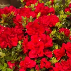 Autumn Bonfire® Encore® Azalea -Flourish Garden Autumn Encore Bonfire Azaleas 1