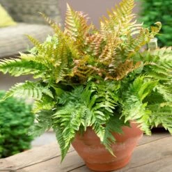 Sunset Hues House Plant Kit -Flourish Garden Autumn Fern 1 4cb64db0 0944 4a6e a0be 5101c594c915