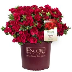 Autumn Fire® Encore® Azalea Shrub -Flourish Garden Autumn Fire Encore Azalea 1