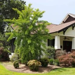 Autumn Gold Ginkgo Tree -Flourish Garden Autumn Gold Ginkgo Biloba 1 FGT