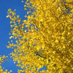 Autumn Gold Ginkgo Tree -Flourish Garden Autumn Gold Ginkgo Biloba 4 FGT