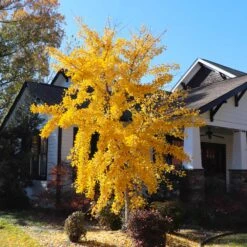 Autumn Gold Ginkgo Tree -Flourish Garden Autumn Gold Ginkgo Biloba 8