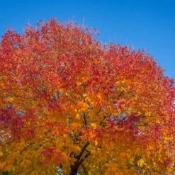 Autumn Purple Ash Tree -Flourish Garden Autumn Purple ash 1