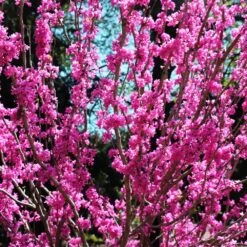 Avondale Redbud Tree -Flourish Garden Avodale redbud 2