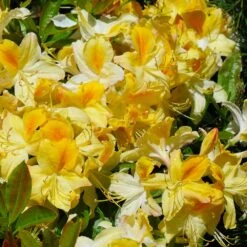 Lemon Lights Azalea Shrub -Flourish Garden Azalea Lemon lights 1