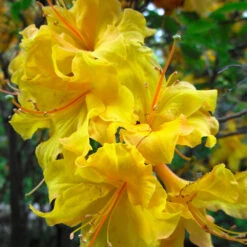 Lemon Lights Azalea Shrub -Flourish Garden Azalea Lemon lights 2