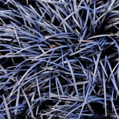Black Mondo Grass -Flourish Garden BLack Mondo Grass 1 FGT