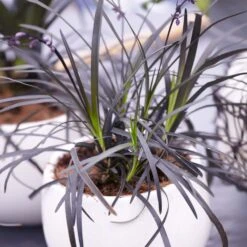 Black Mondo Grass -Flourish Garden BLack Mondo Grass 4 FGT