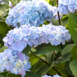 Blue Enchantress® Hydrangea 7 Blue Enchantress® Hydrangea -Flourish Garden BLue Enchantress Hydrangea 1 BB
