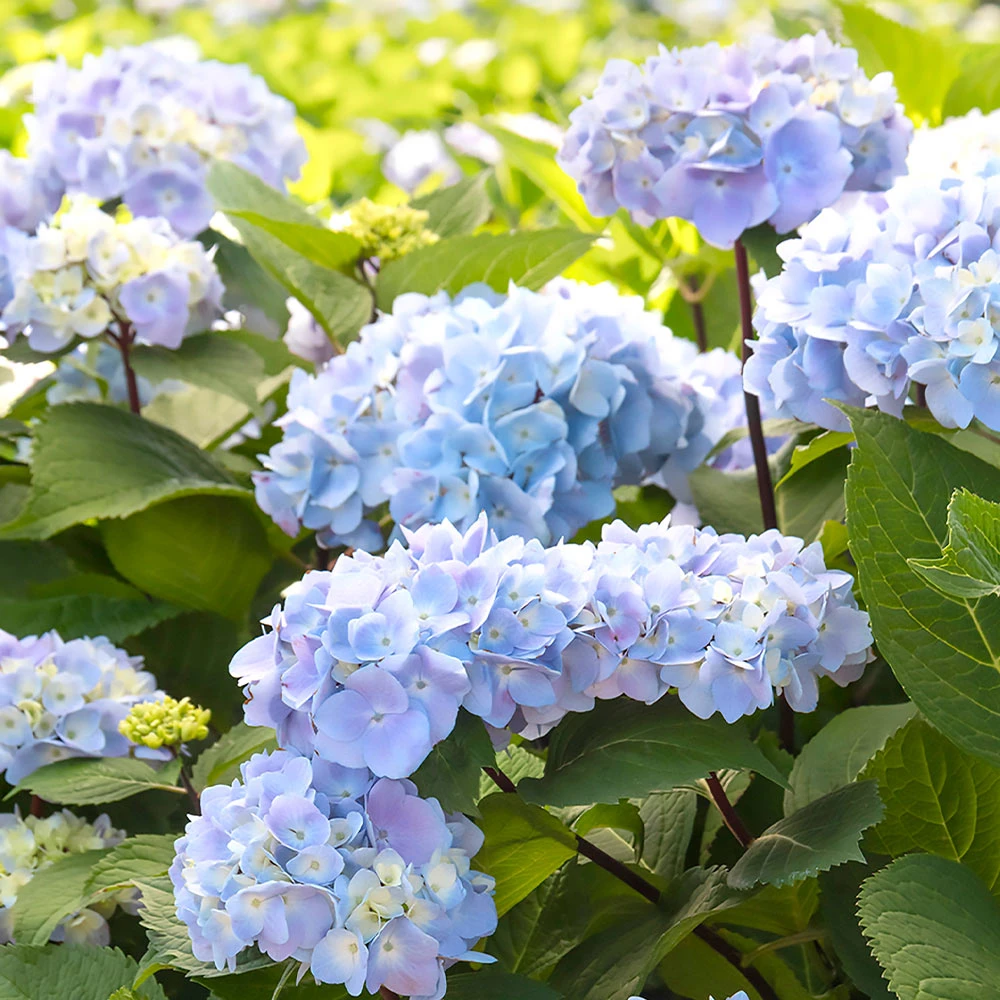 Blue Enchantress® Hydrangea 4 Blue Enchantress® Hydrangea - Image 4