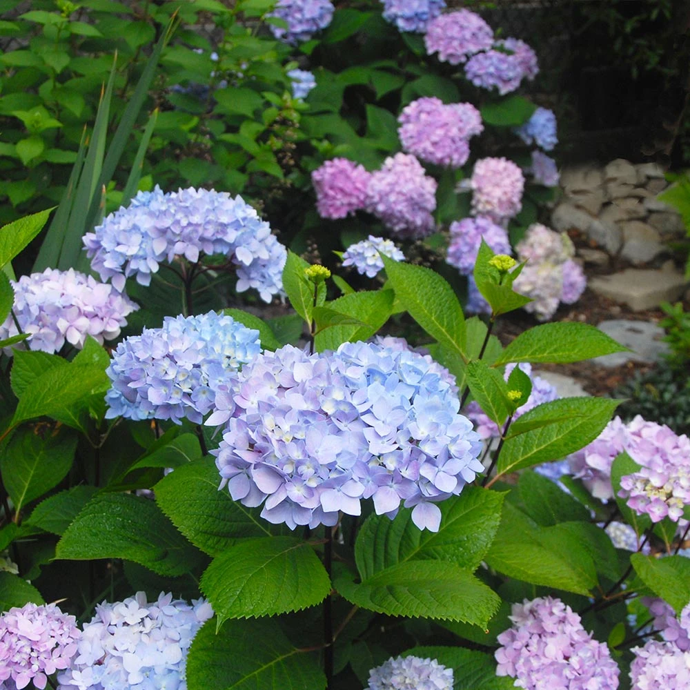 Blue Enchantress® Hydrangea 2 Blue Enchantress® Hydrangea - Image 2
