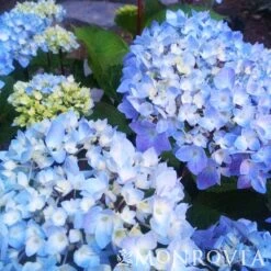 Blue Enchantress® Hydrangea 9 Blue Enchantress® Hydrangea -Flourish Garden BLue Enchantress Hydrangea 4 FGT