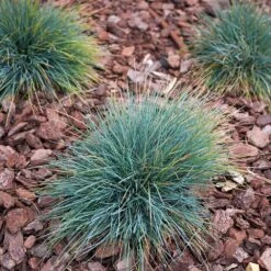 Blue Fescue Grass 6 Blue Fescue Grass -Flourish Garden BLue Fescue Grass 3 FGT