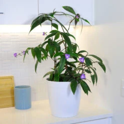 Weeping Blue Ginger Plant -Flourish Garden BLue Ginger 4 FGT