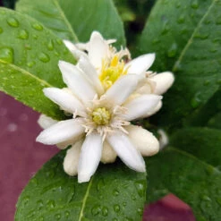 Buddha's Hand Citron -Flourish Garden BUddhas Hand Citrus 4