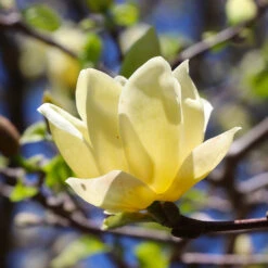 Magnolia 'Butterflies' Tree -Flourish Garden BUtterflies Magnolia 3 FGT