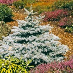 Baby Blue Spruce Tree -Flourish Garden Baby Blue 2
