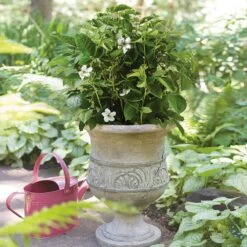 Bushel And Berry® Baby Cakes Blackberry® 9 Bushel And Berry® Baby Cakes Blackberry® -Flourish Garden Baby Cakes Blackberry 1