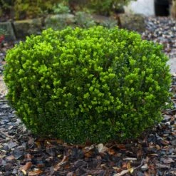 Baby Gem™ Boxwood Shrub 11 Baby Gem™ Boxwood Shrub -Flourish Garden Baby Gem 1
