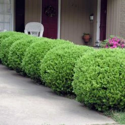 Baby Gem™ Boxwood Shrub 9 Baby Gem™ Boxwood Shrub -Flourish Garden Baby Gem 2