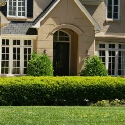 Baby Gem™ Boxwood Shrub 8 Baby Gem™ Boxwood Shrub -Flourish Garden Baby Gem 4