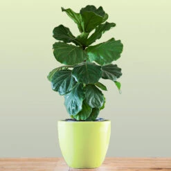 New Apartment House Plant Kit -Flourish Garden Bambino FIddleLeafFIg 1 FGT bd3dd921 c687 4854 8196 8b43f064984d