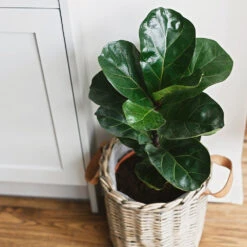 Bambino Fiddle Leaf Fig 8 Bambino Fiddle Leaf Fig -Flourish Garden Bambino FIddleLeafFIg 5 FGT