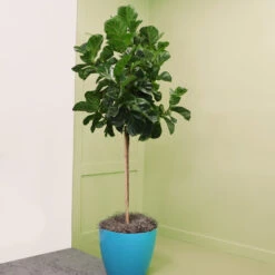 Bambino Fiddle Leaf Fig 9 Bambino Fiddle Leaf Fig -Flourish Garden Bambino FIddleLeafFIg 6