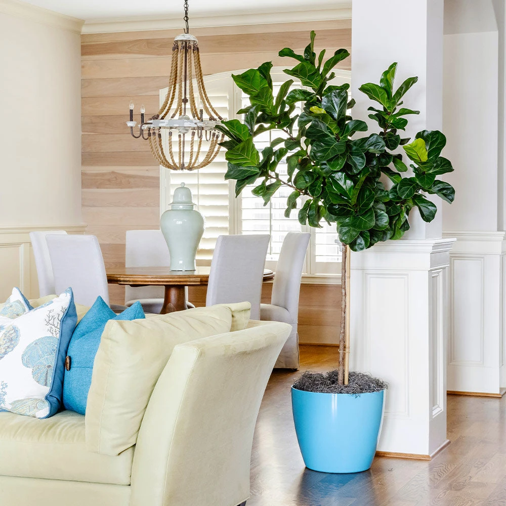 Bambino Fiddle Leaf Fig 2 Bambino Fiddle Leaf Fig - Image 2