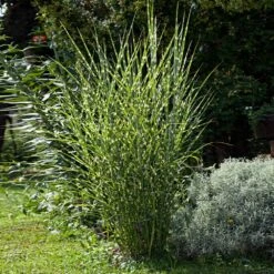 Miscanthus Bandwidth (Chinese Silver Grass) -Flourish Garden Bandwidth Maiden Grass 1