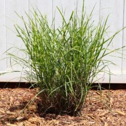 Miscanthus Bandwidth (Chinese Silver Grass) -Flourish Garden Bandwidth Maiden Grass 4